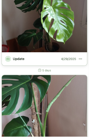 Kasvia plant timeline showing two monstera update photos with five days between them.